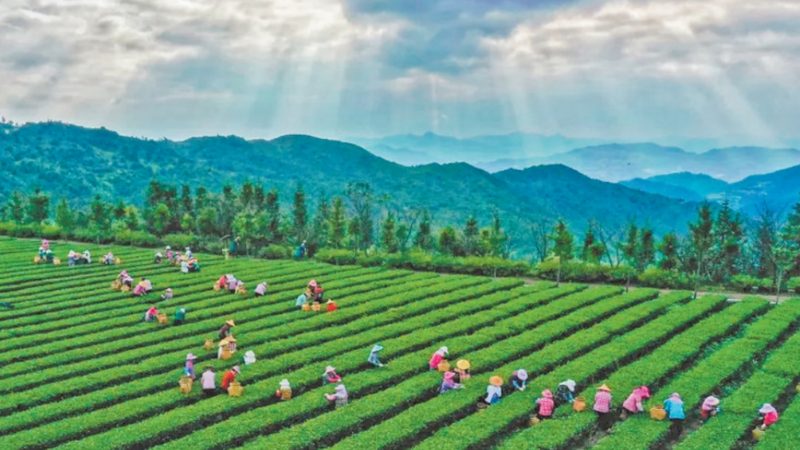 小标题：生鲜配送，一场从田间到餐桌的变革