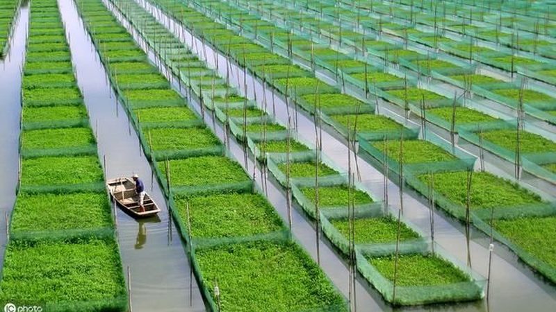 蔬菜水果批发报价每日更新：揭秘市场动态与采购策略