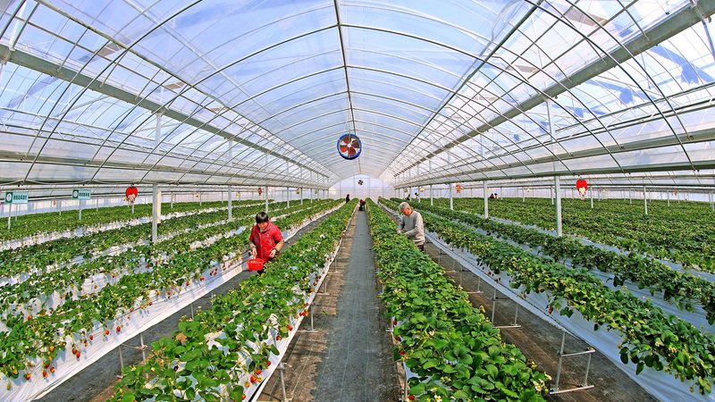 如何从细节判断农业种植公司的靠谱程度**