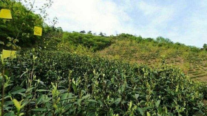 冷链物流，现代农业产业园的“隐形支柱”**