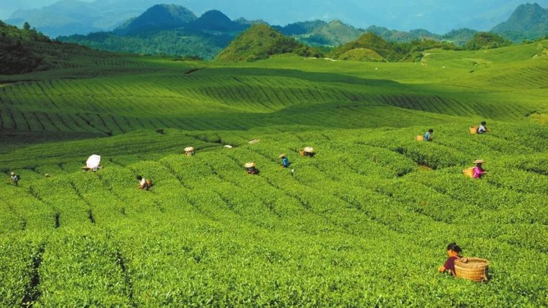 粮食深加工项目厂房，尺寸规范知多少？**