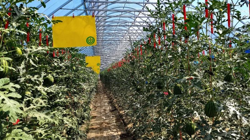 农业产业园基础设施对比分析：如何打造高效生态种植环境
