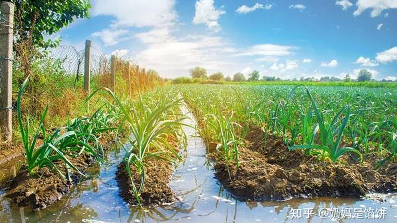 农资批发：如何甄别优质厂家，保障农业投入品质量**